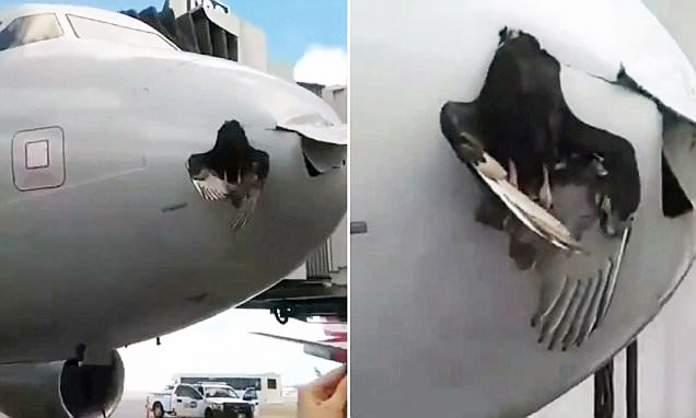 Burung Tersangkut di Hidung Pesawat setelah Tabrak Pesawat American Airlines